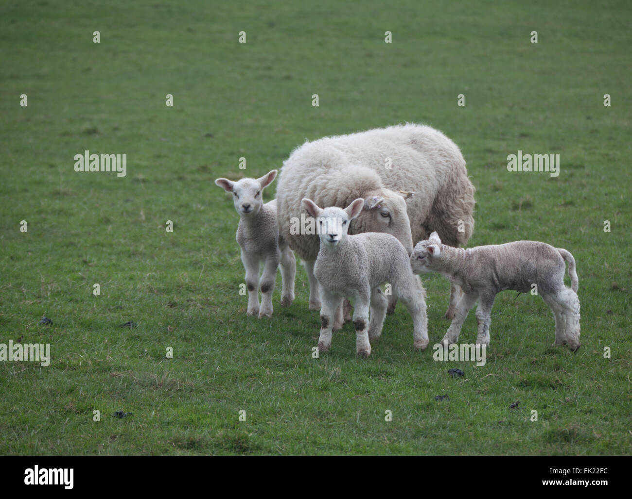 Tre agnelli gregge di ovini Foto Stock