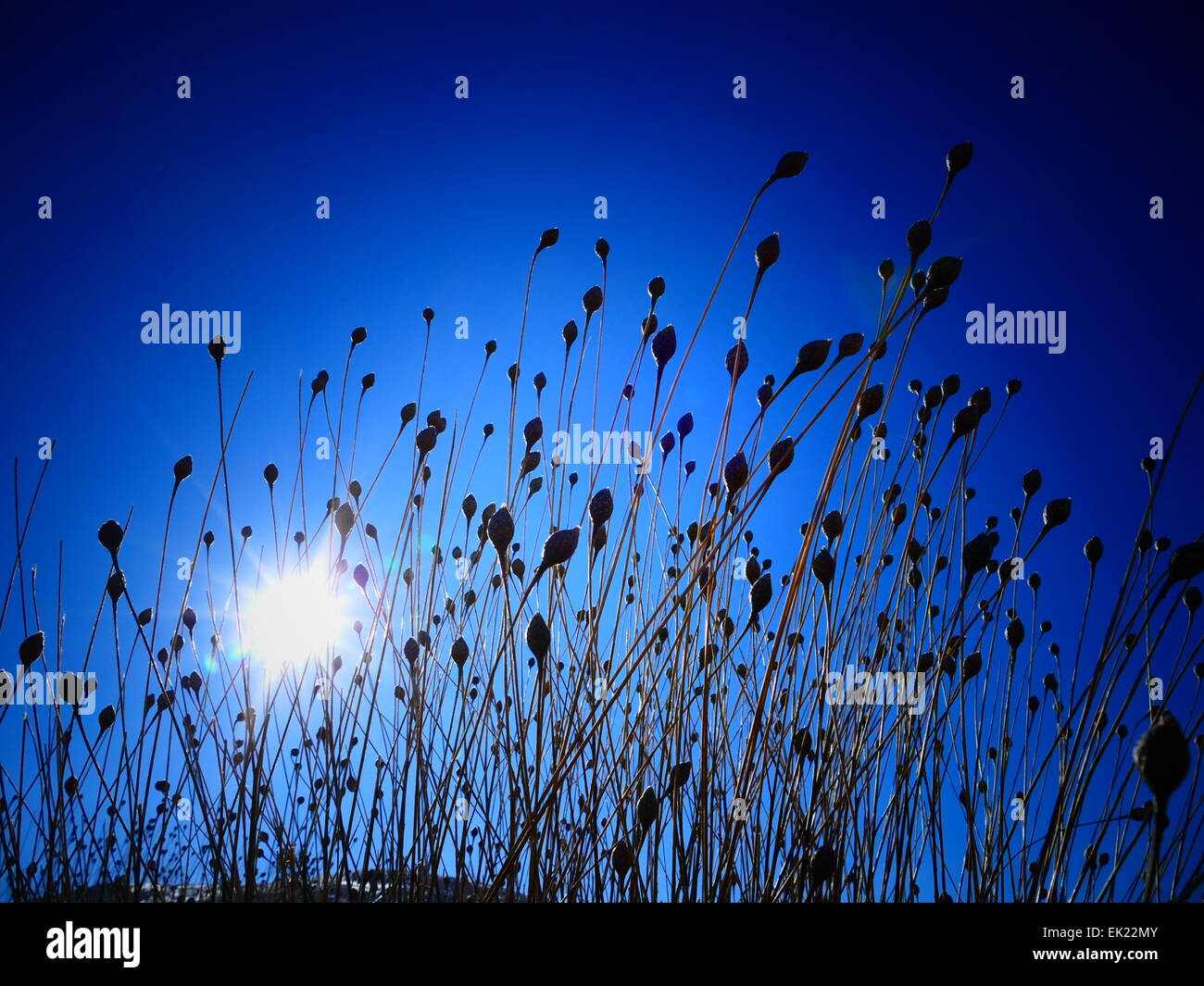 Erbe contro il sole a Monte Teide Parque Nacional del Teide Tenerife Isole Canarie Spagna Foto Stock
