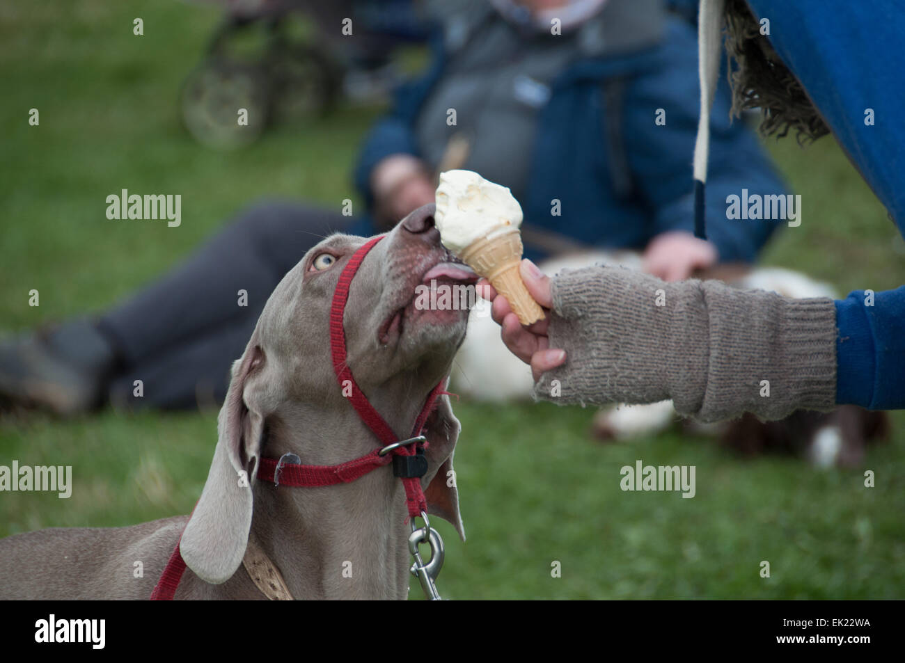 Thame, Oxon, Regno Unito. 5 Aprile, 2015. Paese di Thame Visualizza il giorno 1, Oxfordshire, 5 aprile 2015, immagine dal cane annuale, cavallo e mestieri mostra nei pressi di Oxford. Credito: Stanislav Halcin/Alamy Live News Foto Stock