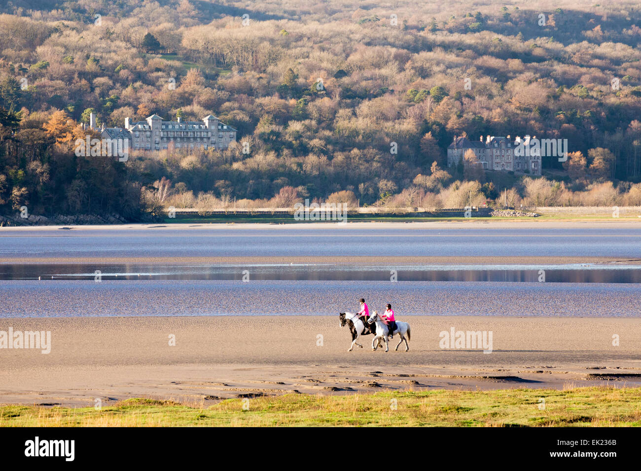 Cavalli in Morecambe Bay da Arnside punto. Foto Stock