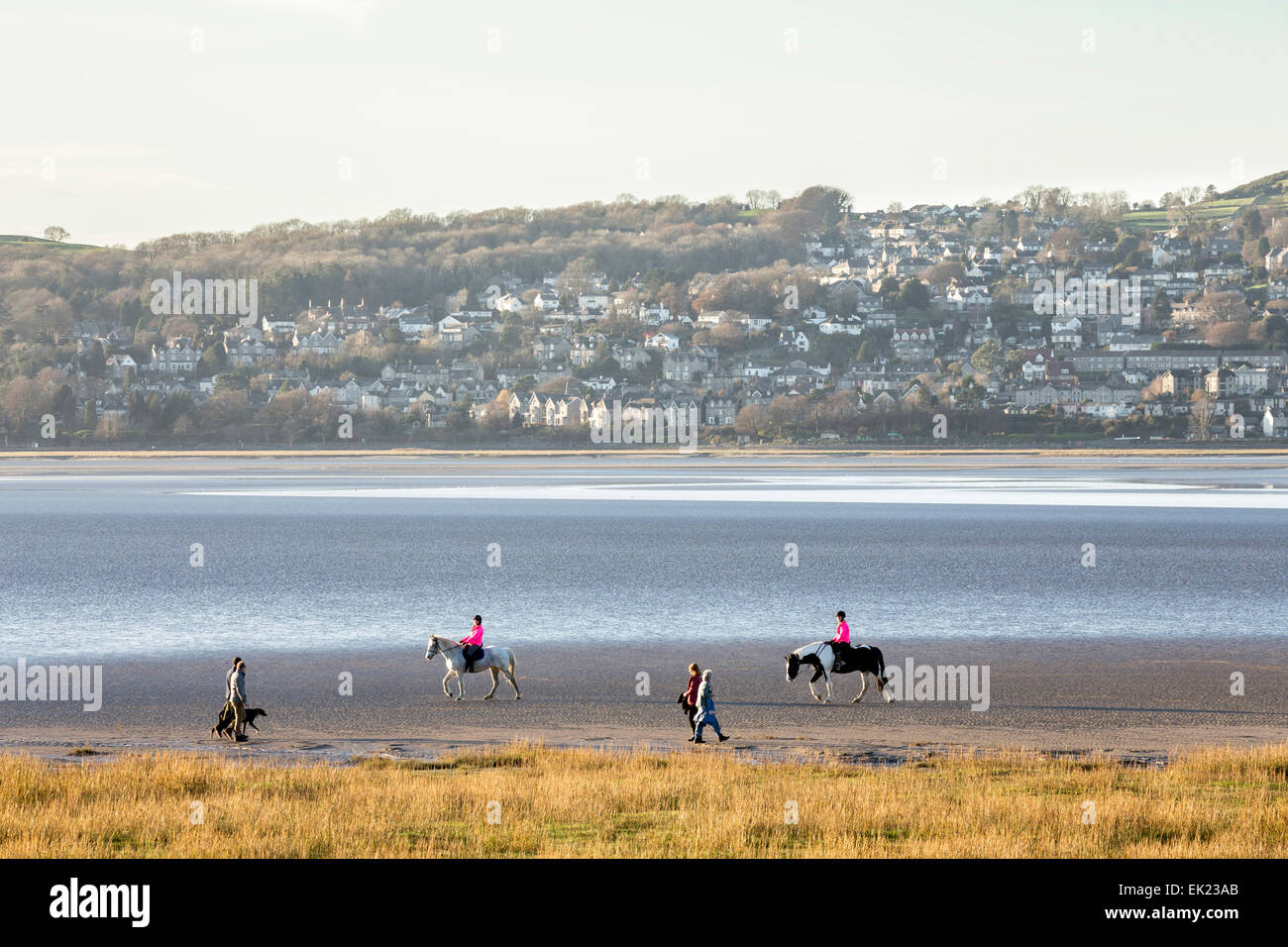 Cavalli in Morecambe Bay con vista a Grange Over Sands, Cumbria. Foto Stock