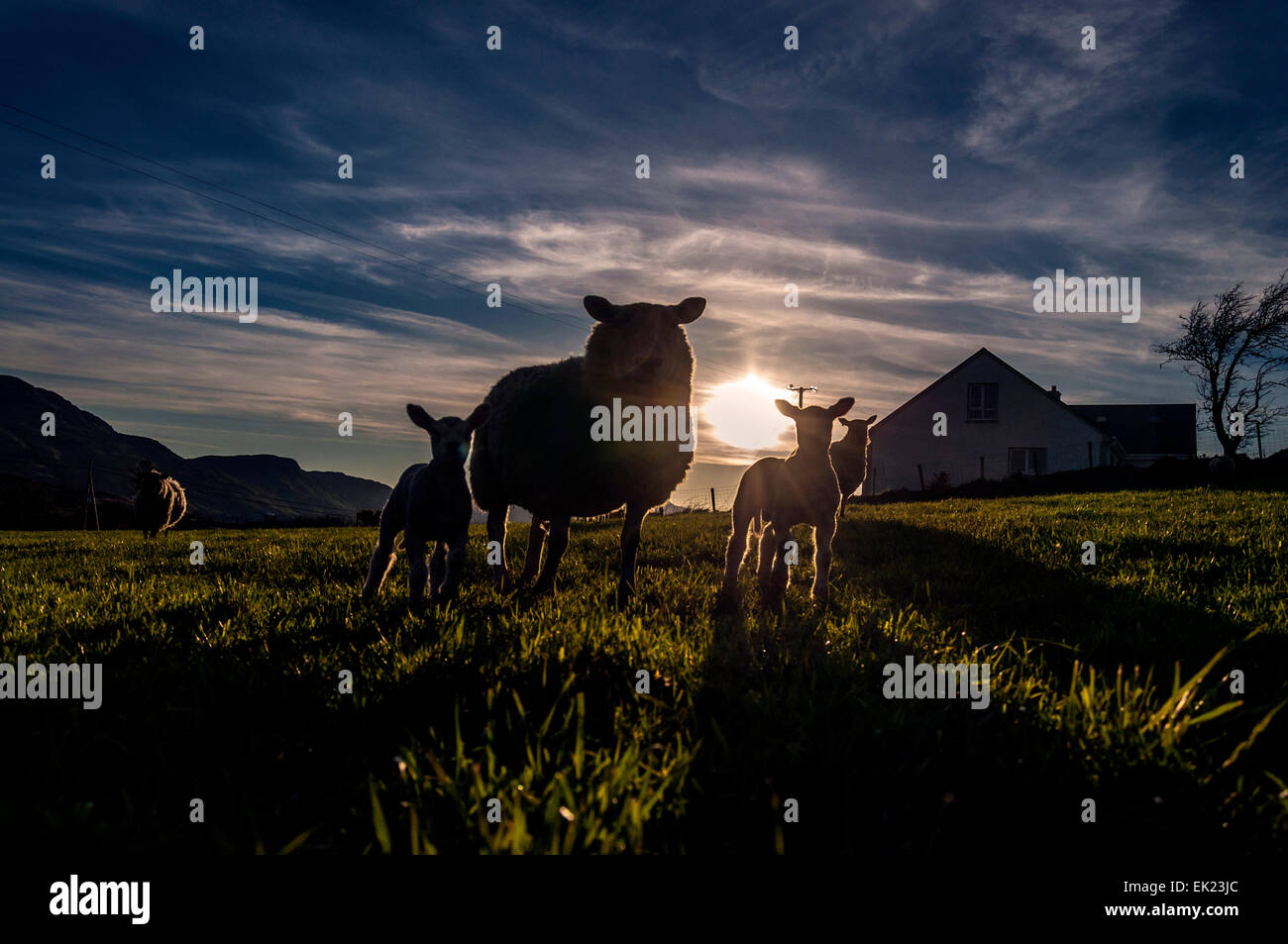 Ardara, County Donegal, Irlanda. Le pecore e gli agnelli in un campo su una calda e soleggiata giornata di Pasqua sulla parte occidentale dell'Oceano Atlantico sulla costa. Foto Stock