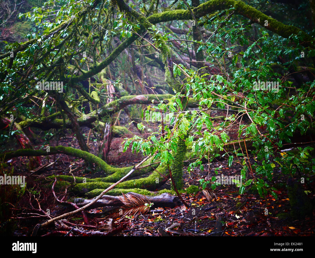 Laurel Laurisilva albero nel Parque Rural Anaga Park Tenerife Isole Canarie Spagna Foto Stock