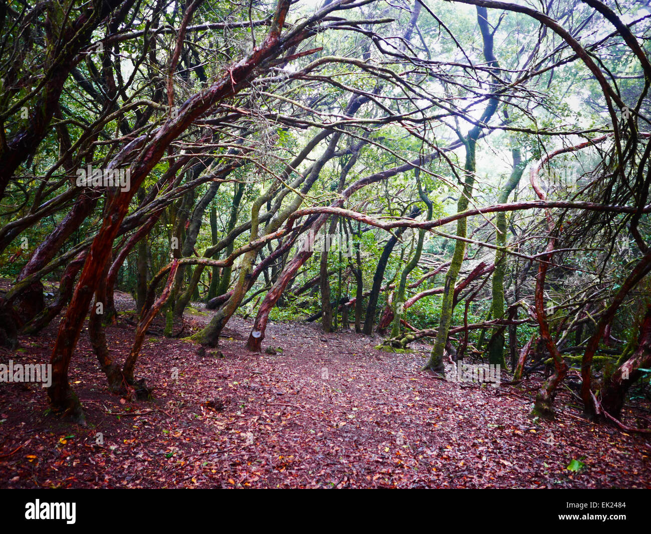 Laurel Laurisilva albero nel Parque Rural Anaga Park Tenerife Isole Canarie Spagna Foto Stock