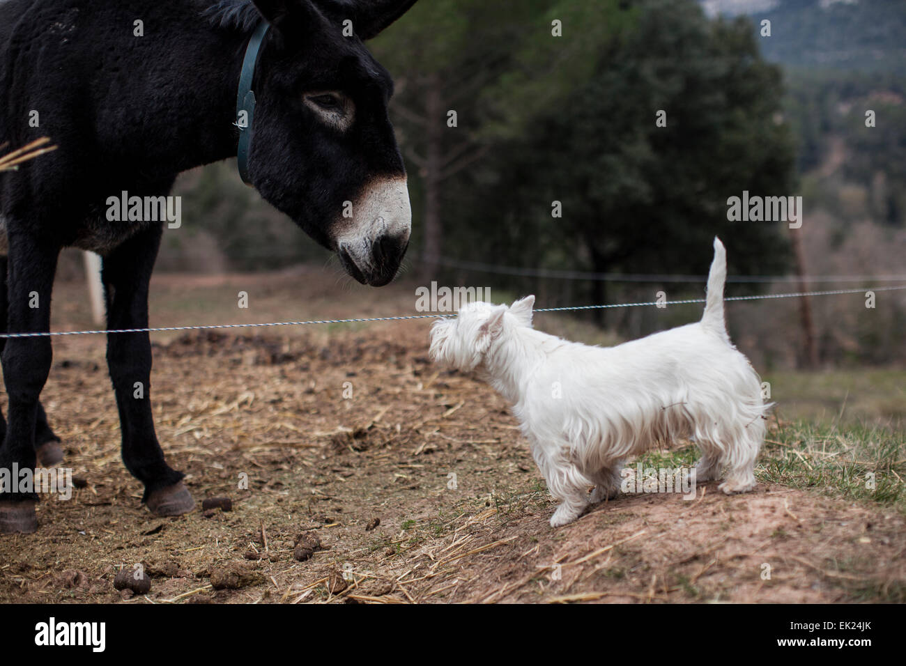 Un cane e un asino guardarsi reciprocamente in un campo in Catalogna, Spagna. Foto Stock