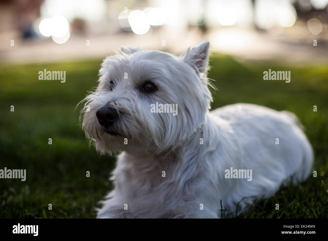 Un Westie (West Highland Terrier). Foto Stock