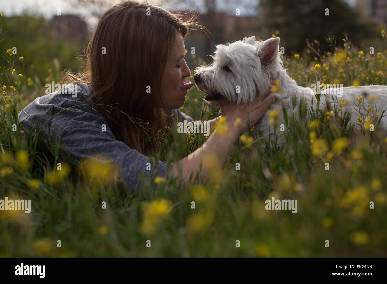 Donna felice gioca con il suo cane, un Westie (West Highland Terrier). Foto Stock