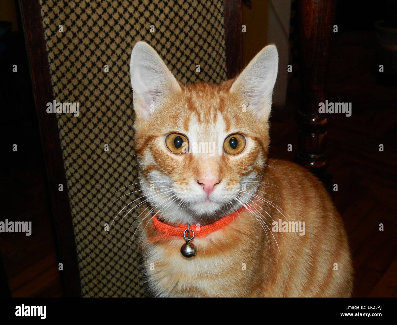 Il gatto domestico è un animale domestico seduto su una sedia da cucina. Foto Stock
