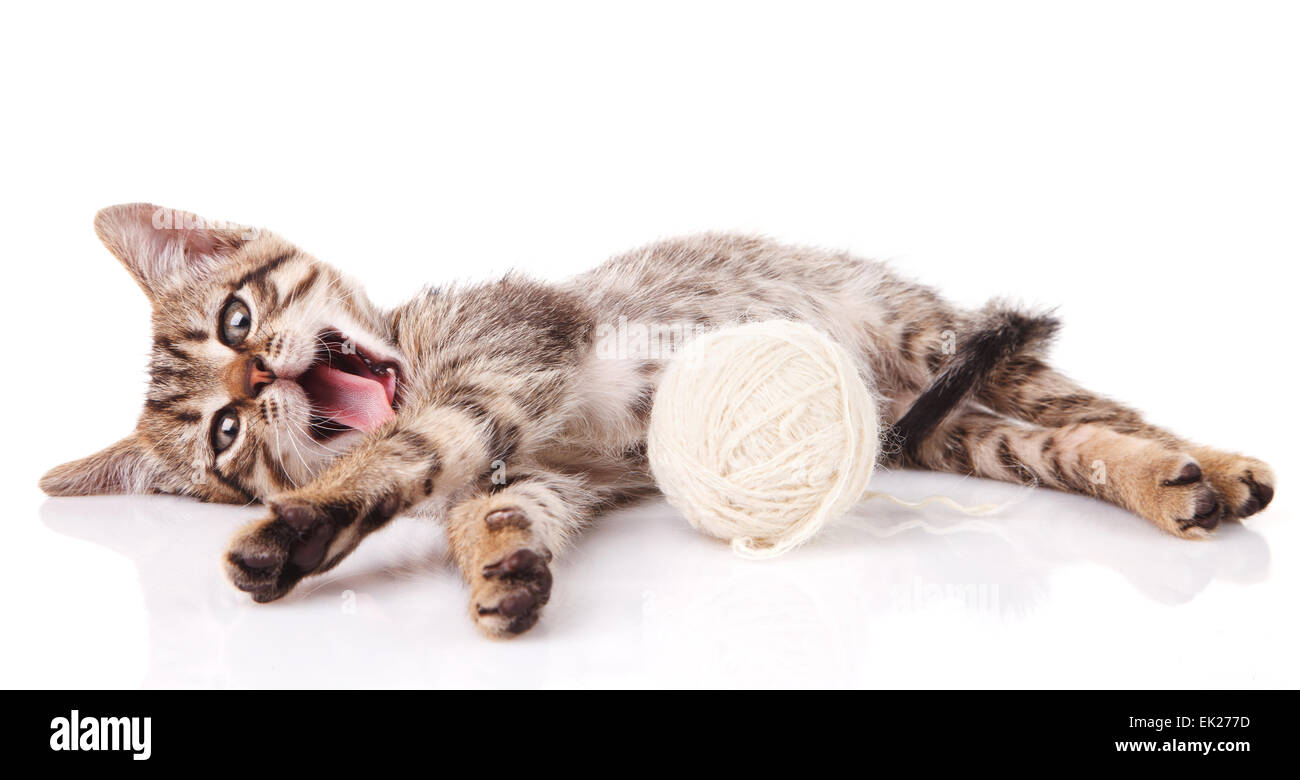 Striped gattino con la sfera bianca Foto Stock