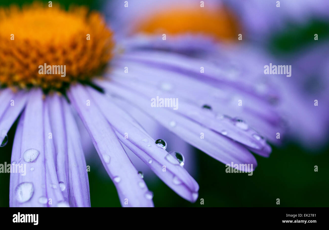 Viola fiori a margherita con gocce di pioggia Foto Stock