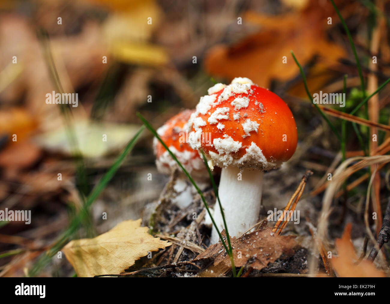 Rosso funghi amanita Foto Stock