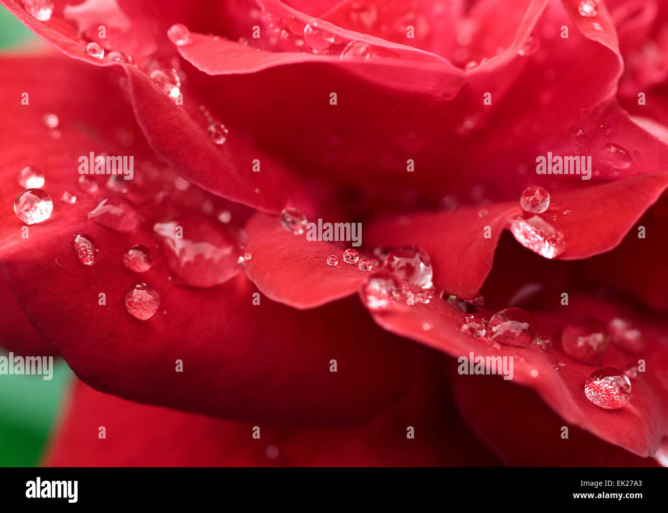 Un romantico rosso rosa con gocce di rugiada Foto Stock