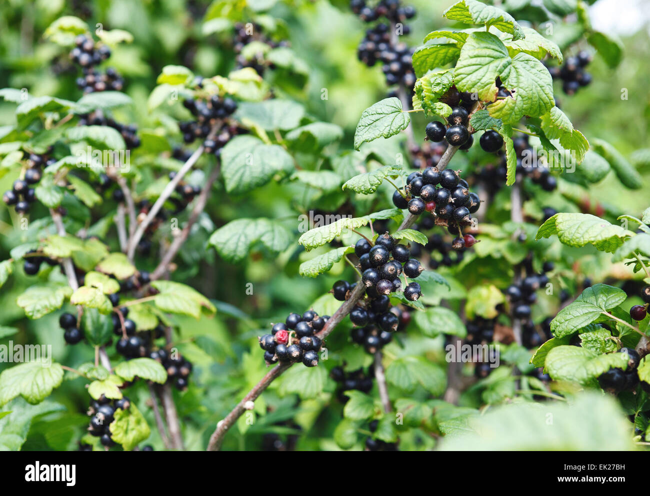 Ribes nero Foto Stock