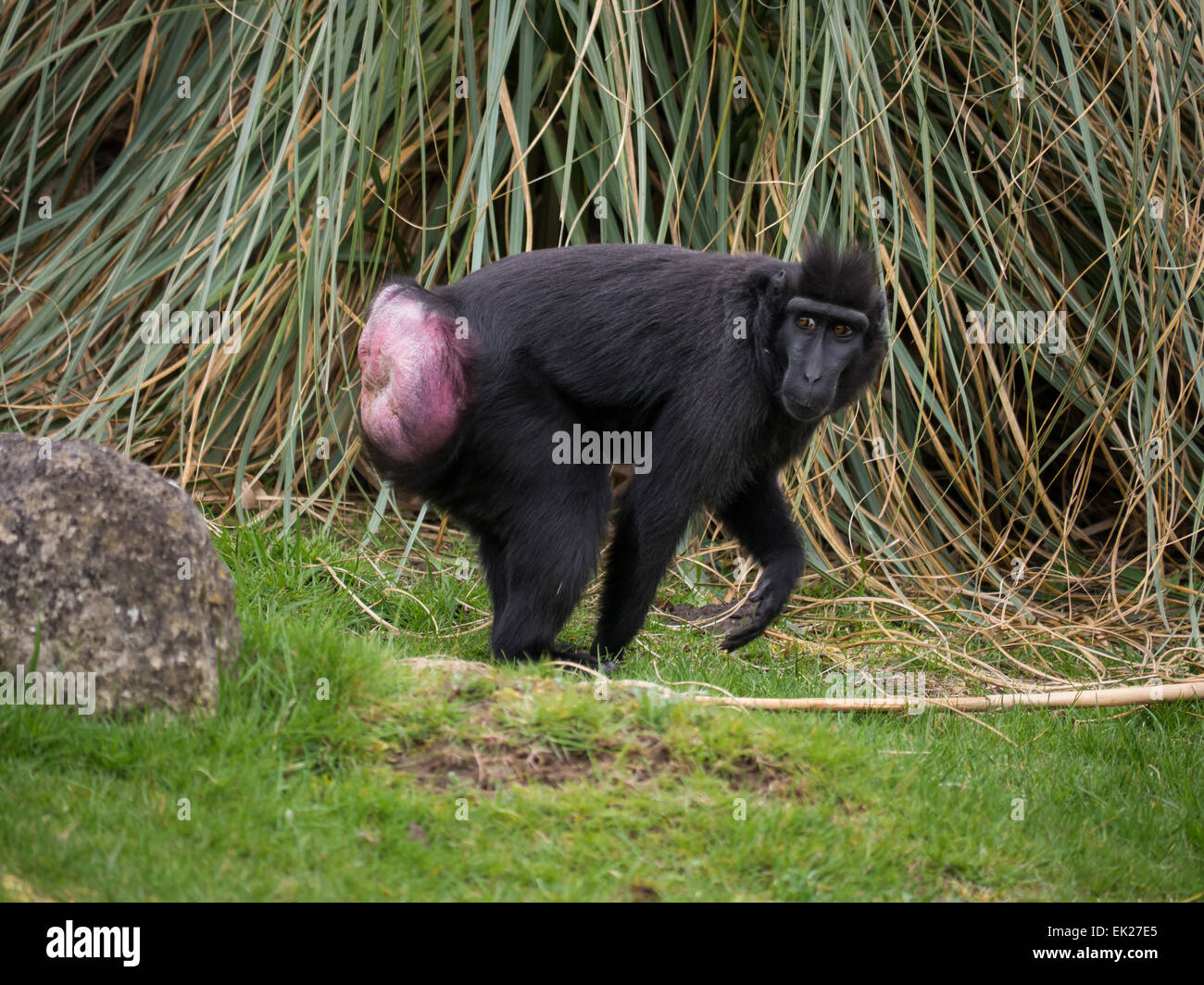 Sulawesi Crested macaco Macaca nigra Foto Stock