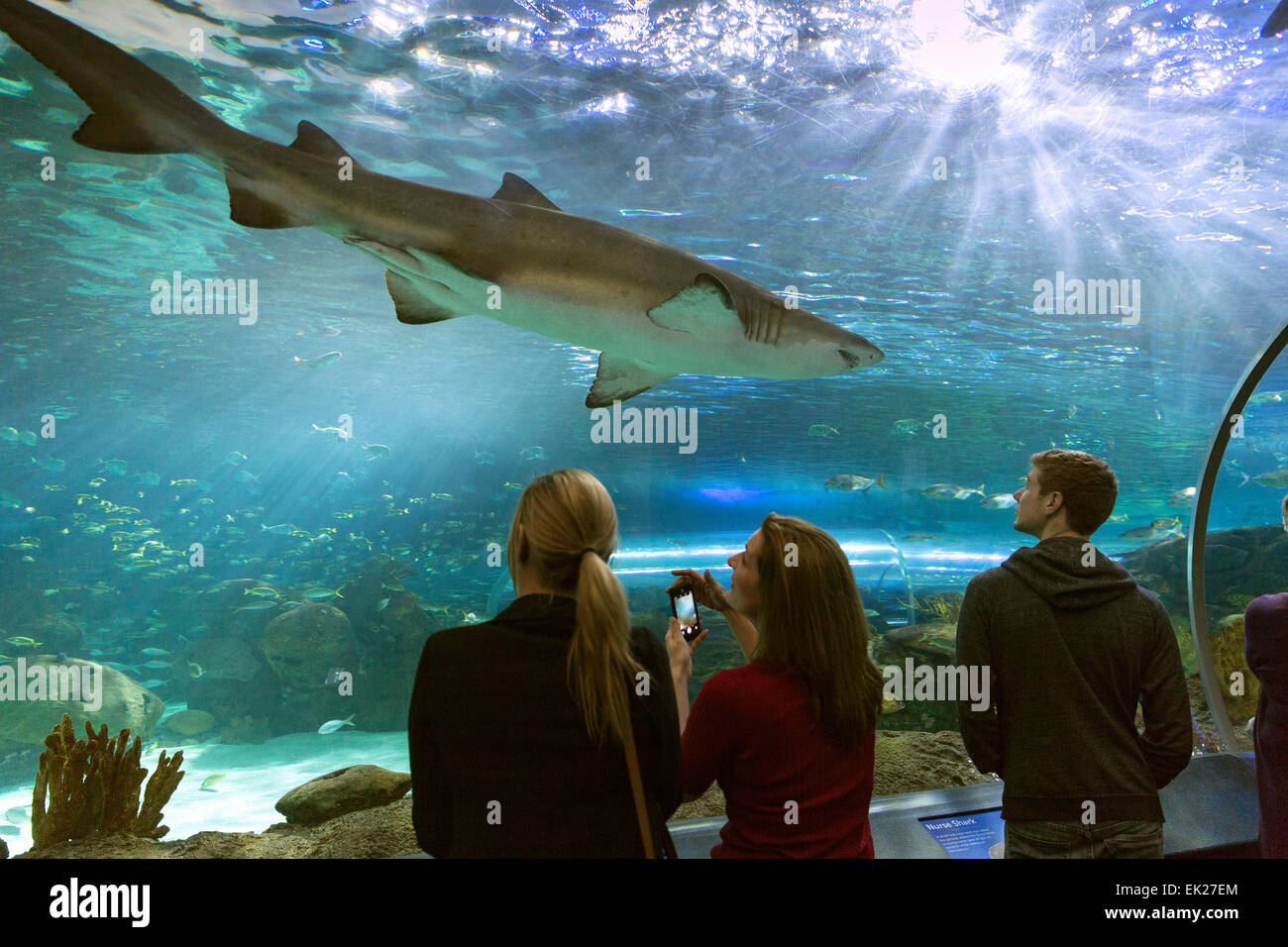 Canada,Ontario,Toronto,Ripley's acquario del Canada, Foto Stock