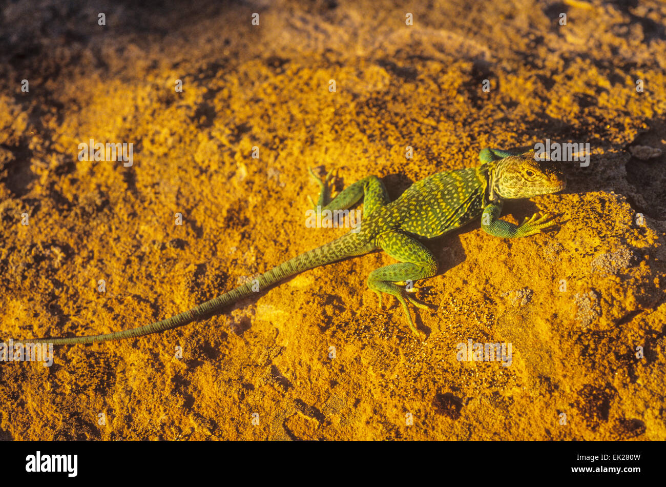 Collard lizard, Hovenweep National Monument, Utah, Foto Stock