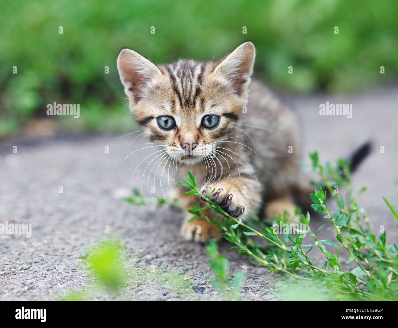 Tabby kitten seduta Foto Stock