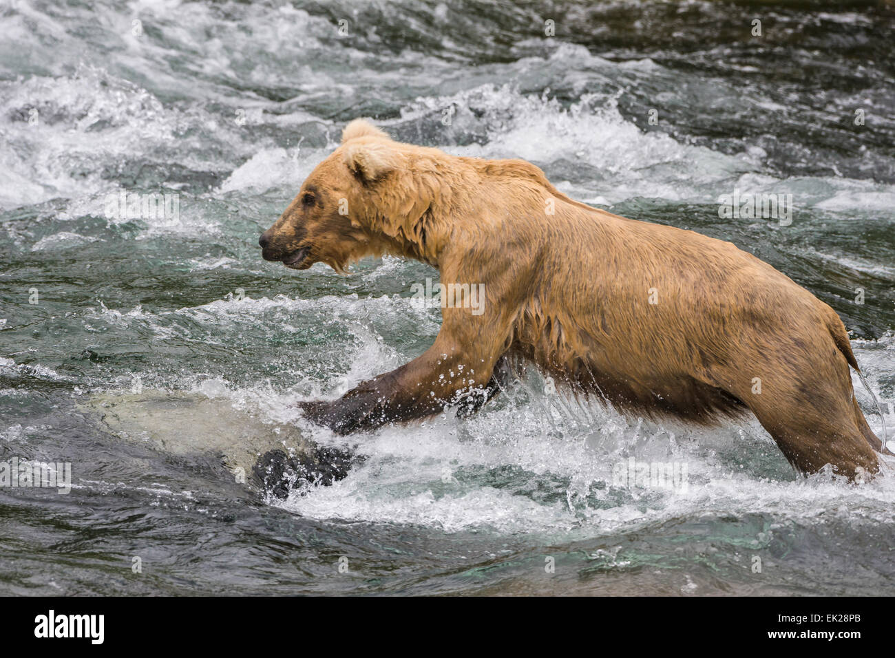 Orso bruno jumping per la cattura di salmone nel fiume Brooks, Katmai National Park, Alaska, STATI UNITI D'AMERICA Foto Stock