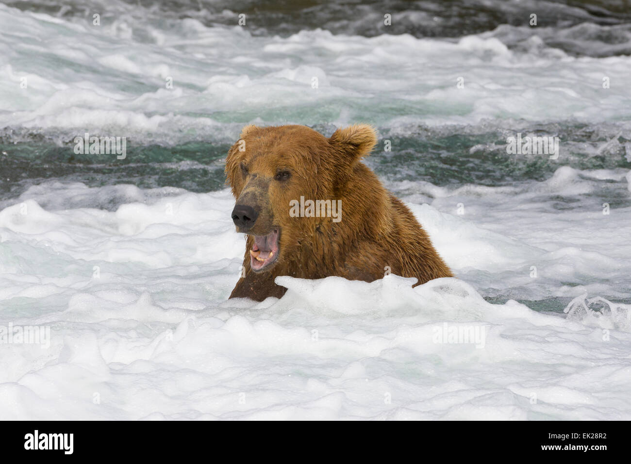 Orso bruno la cattura del salmone presso Brooks Falls, Katmai National Park, Alaska, STATI UNITI D'AMERICA Foto Stock