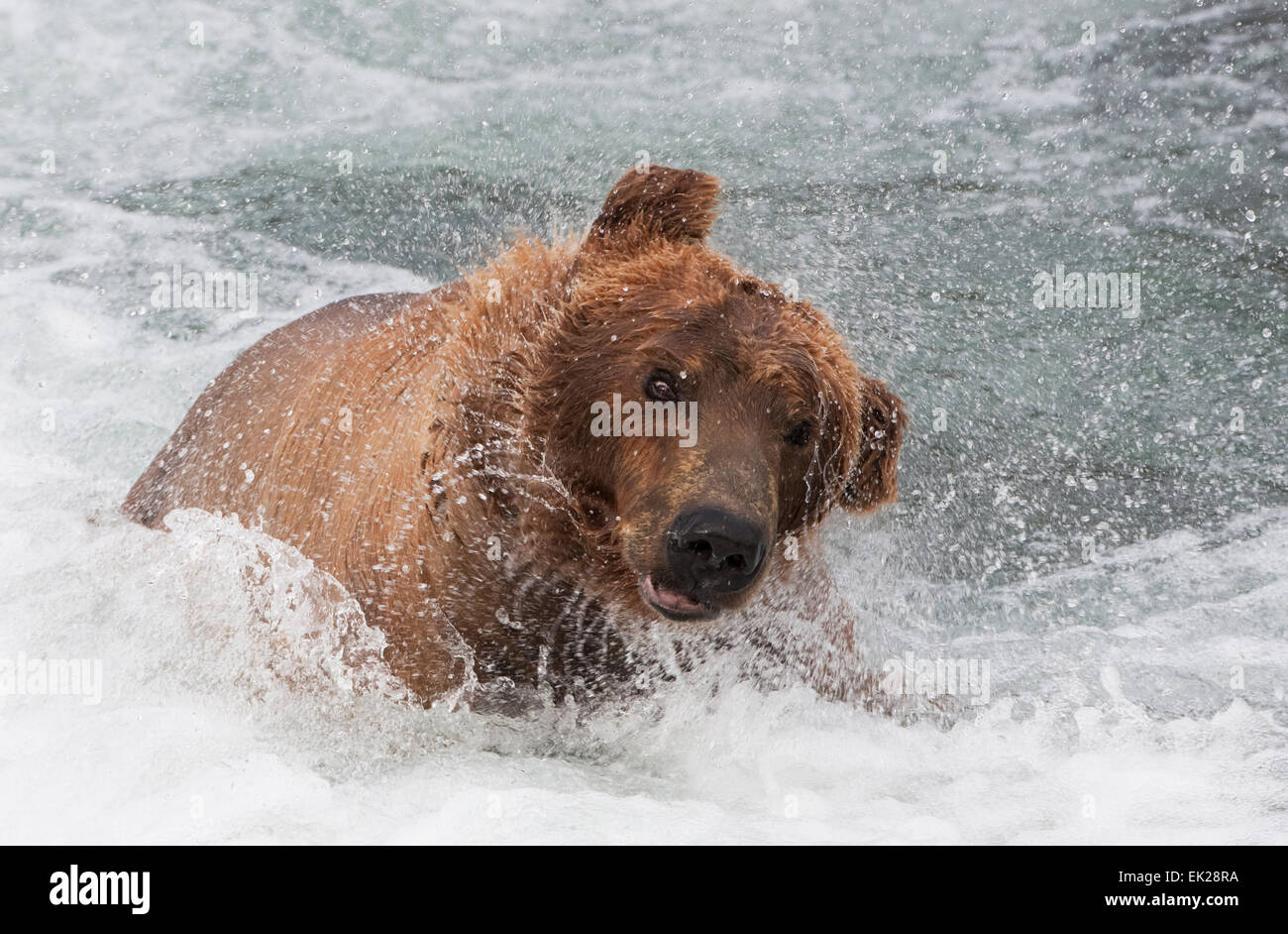 Orso bruno agitando l'acqua presso Brooks Falls, Katmai National Park, Alaska, STATI UNITI D'AMERICA Foto Stock