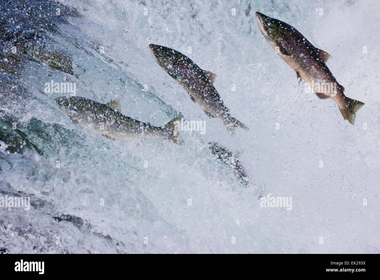 Salmone saltando Brooks Falls, Katmai National Park, Alaska, STATI UNITI D'AMERICA Foto Stock