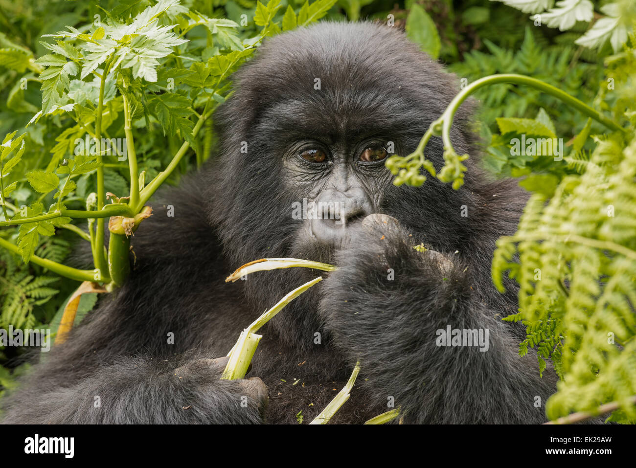 Giovani gorilla di montagna alimentazione sulla vegetazione, Parco Nazionale Vulcani, Ruanda Foto Stock