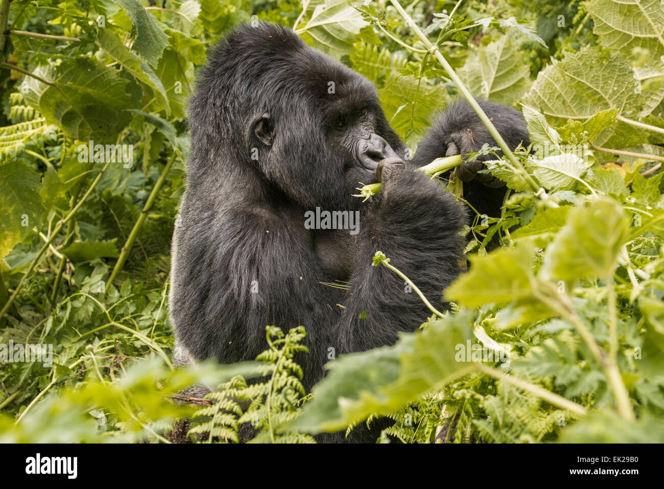 Silverback nel Parco Nazionale dei Vulcani, Ruanda Foto Stock