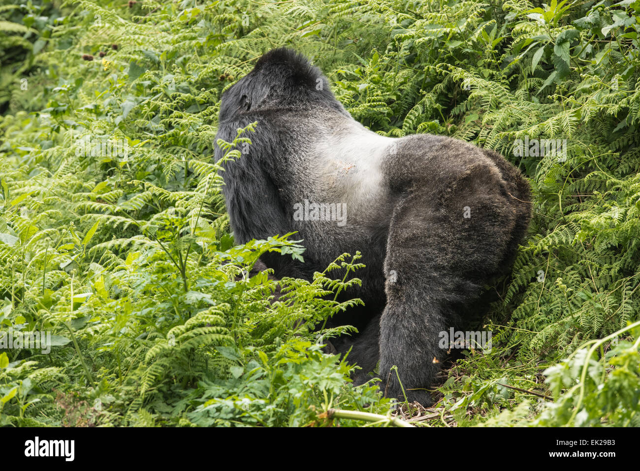 Silverback nel Parco Nazionale dei Vulcani, Ruanda Foto Stock