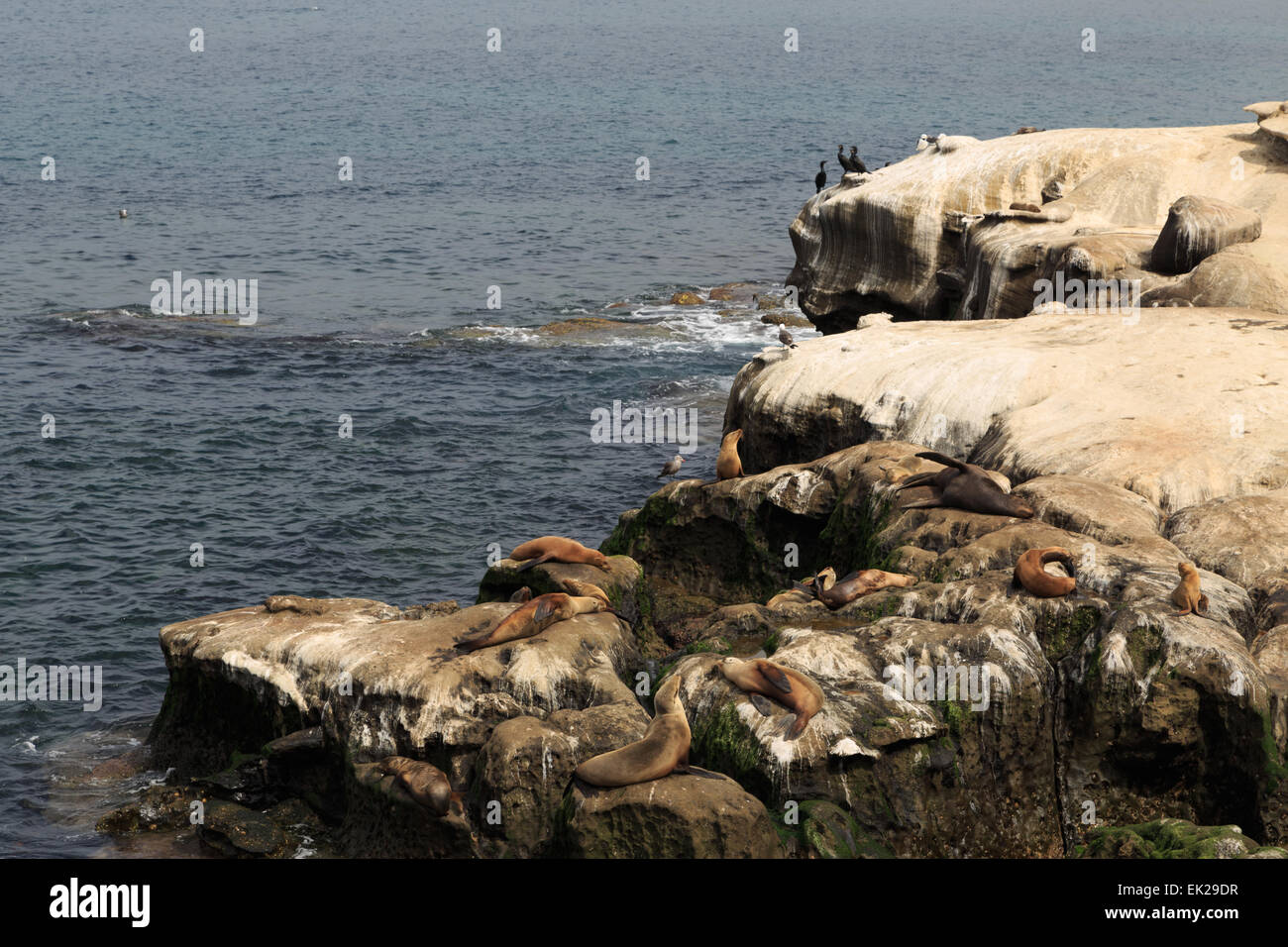 Una fotografia di alcuni leoni di mare a La Jolla Cove, San Diego. La Jolla Cove è una piccola e pittoresca baia e la spiaggia. Foto Stock