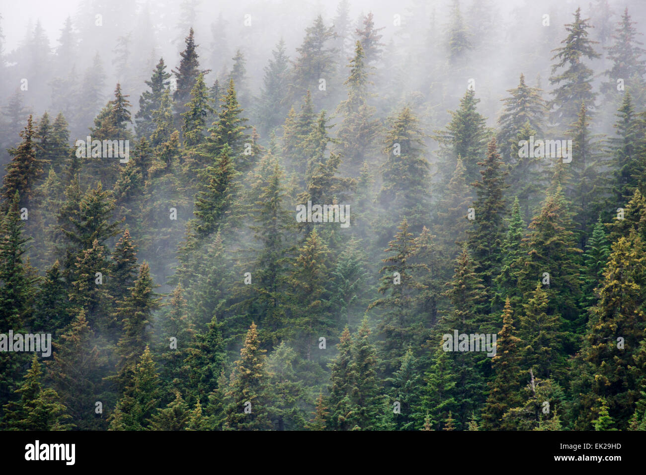 La foresta è avvolta nella nebbia mattutina, Penisola di Kenai, Alaska, STATI UNITI D'AMERICA Foto Stock