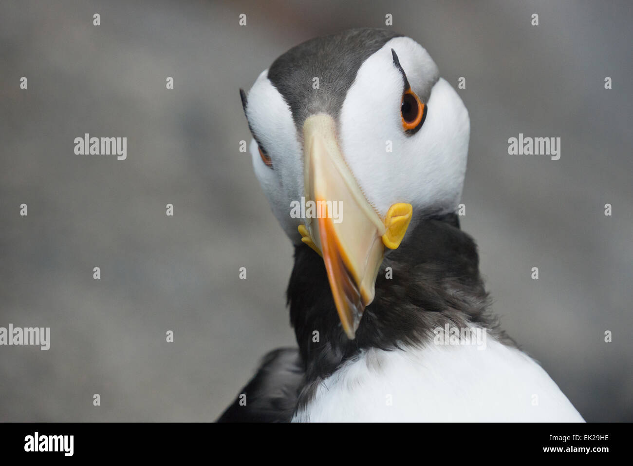 Cornuto Puffin (Fratercula corniculata), Alaska, STATI UNITI D'AMERICA Foto Stock