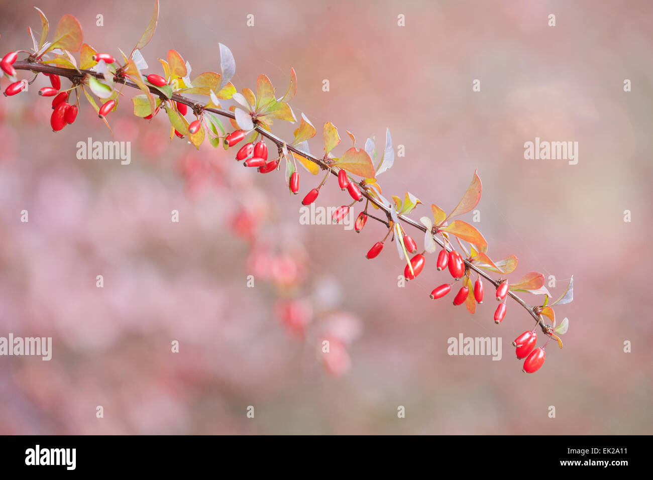 Il ramo di un giapponese di Crespino (berberis thunbergii) boccola in autunno in Issaquah, Washington, Stati Uniti d'America Foto Stock