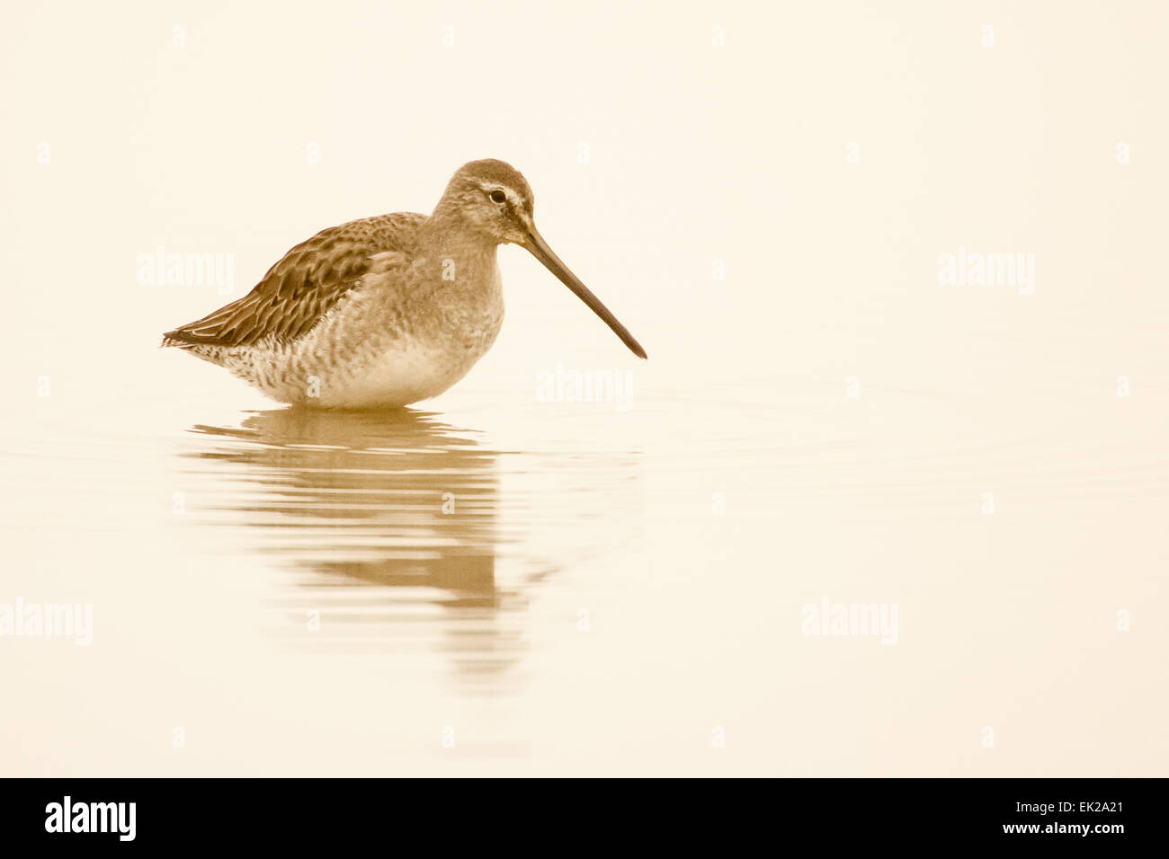 A lungo fatturati Dowitcher guadare in fiume Cosumnes preservare, che è nel Sacramento National Wildlife Refuge area della California Foto Stock