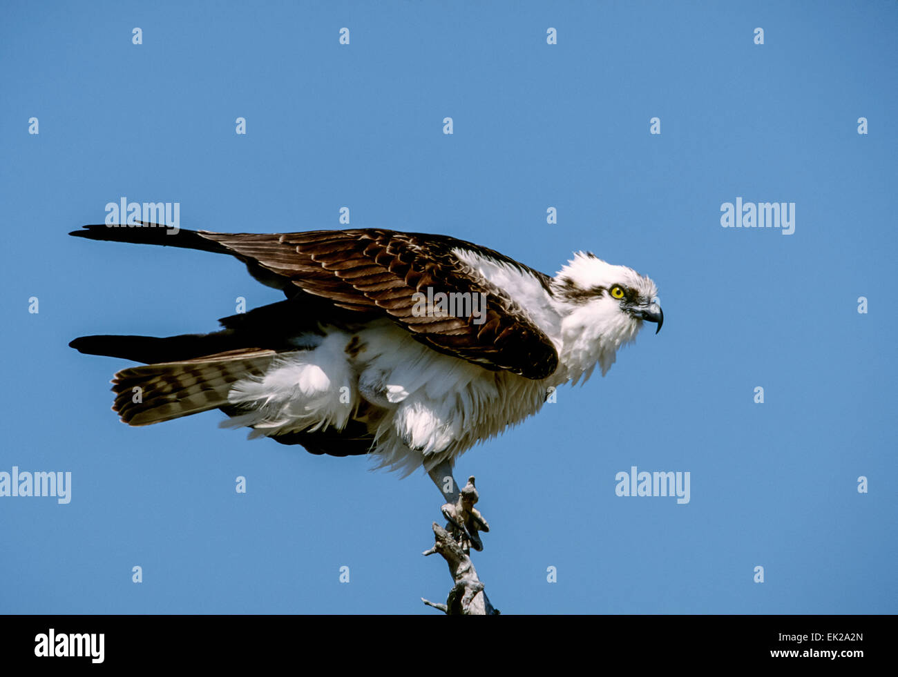 Adulto Osprey appollaiato su un troncone di albero in cerca di prede, in Sanibel Island, Florida, Stati Uniti d'America Foto Stock