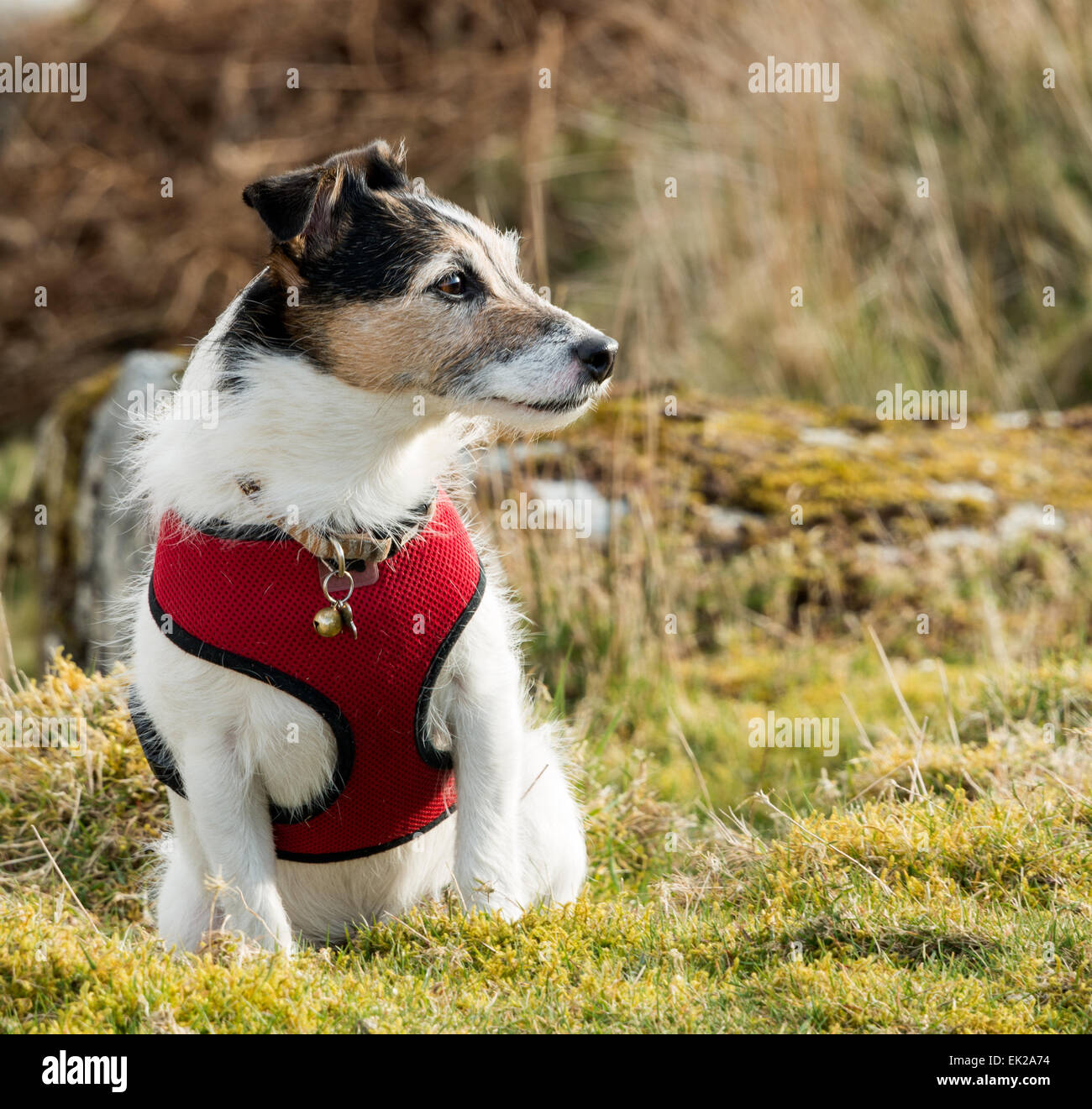 Un lavoro di Parson Jack Russell Terrier cane indossando un cavo rosso Foto Stock