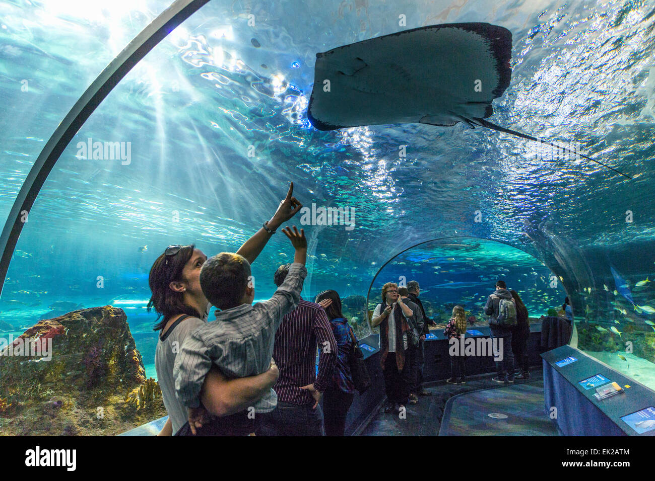 Canada,Ontario,Toronto,Ripley's acquario del Canada, Foto Stock