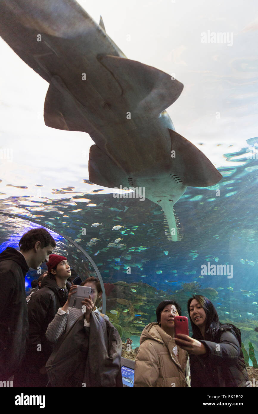 Canada,Ontario,Toronto,Ripley's acquario del Canada, Foto Stock