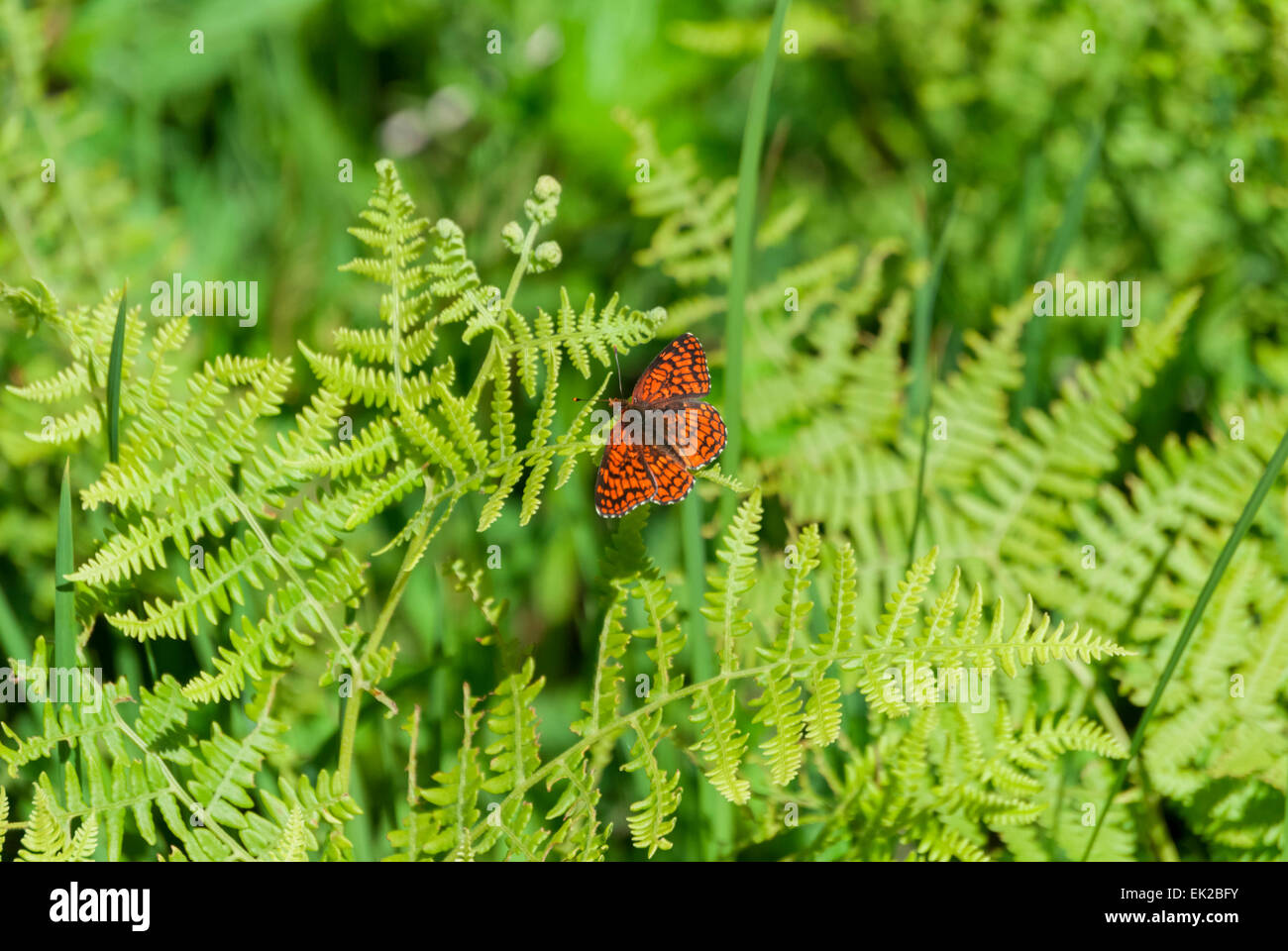 Arancione e nero farfalla posata su fern. Foto Stock