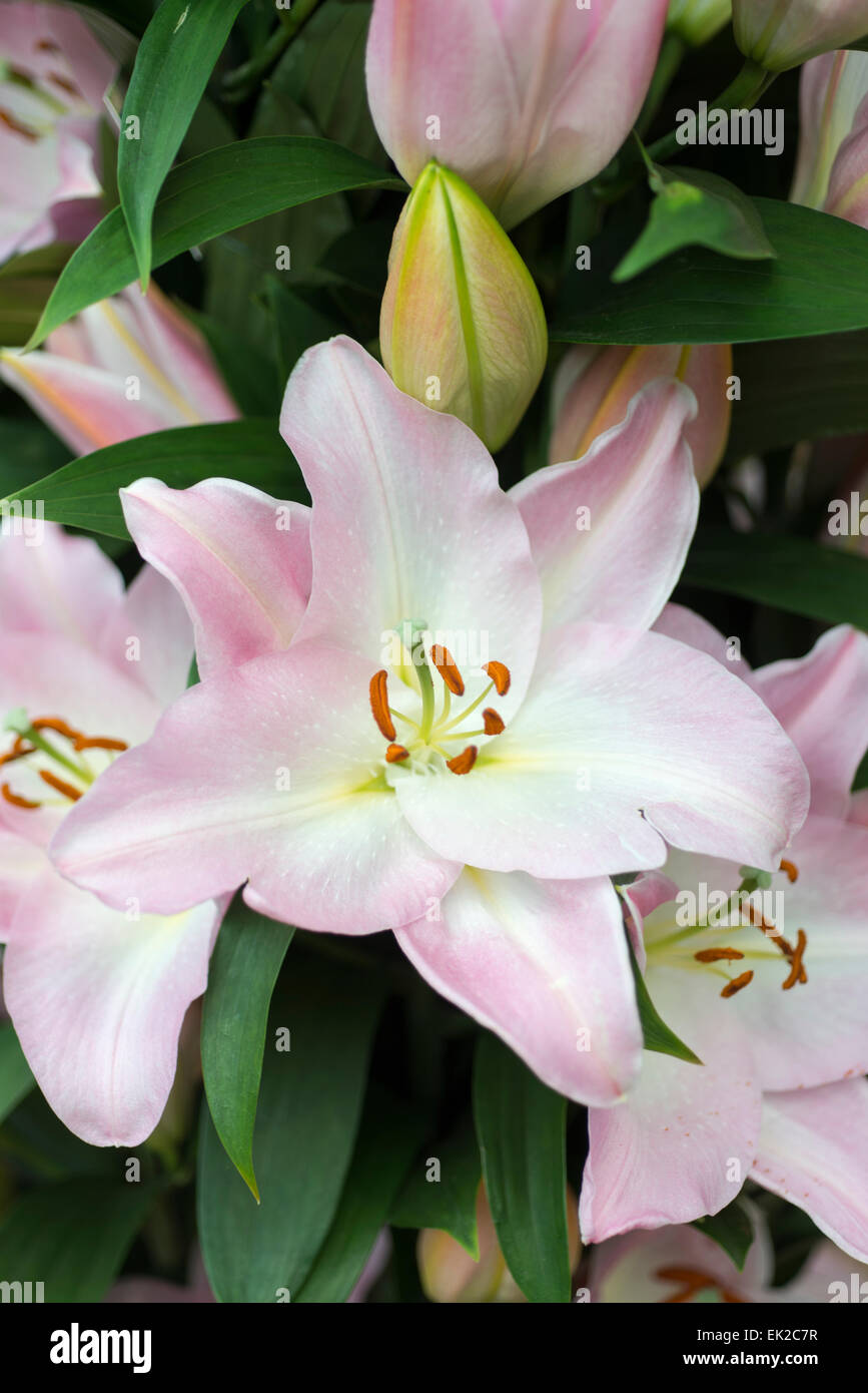 Lily Je Taime Foto Stock