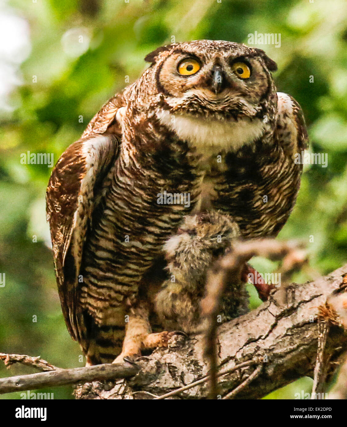 Madre grande gufo cornuto detiene il coniglio in talons " Preparazione per alimentare i suoi tre bambini. Foto Stock