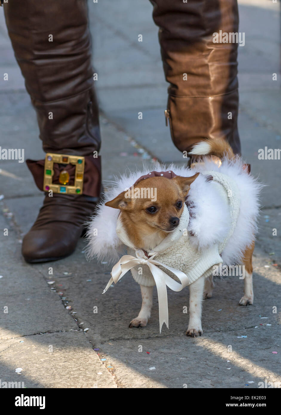 Cane in Costume di Carnevale di Venezia, Italia Foto Stock