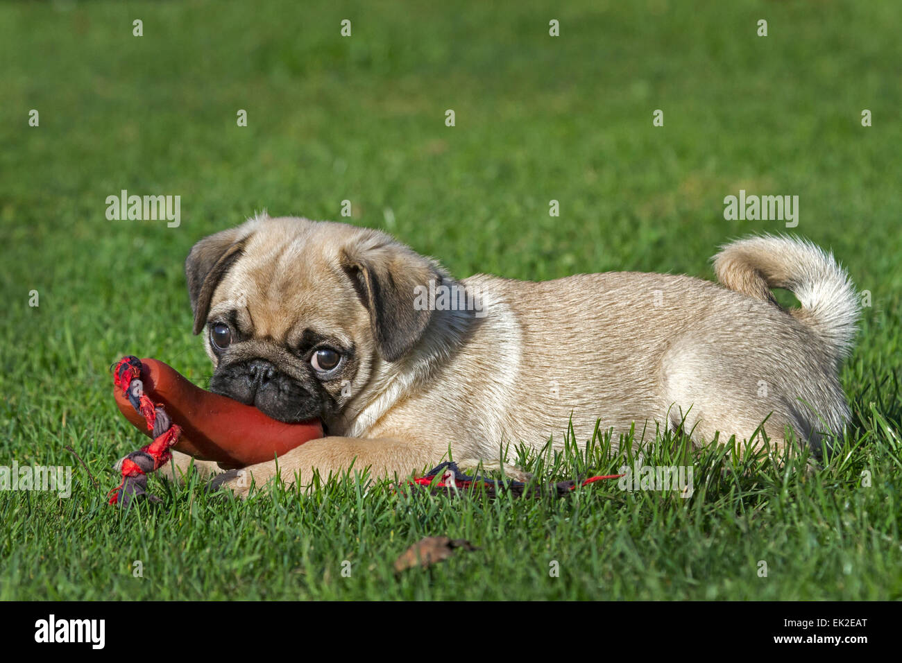 Giovani pug con toy Foto Stock