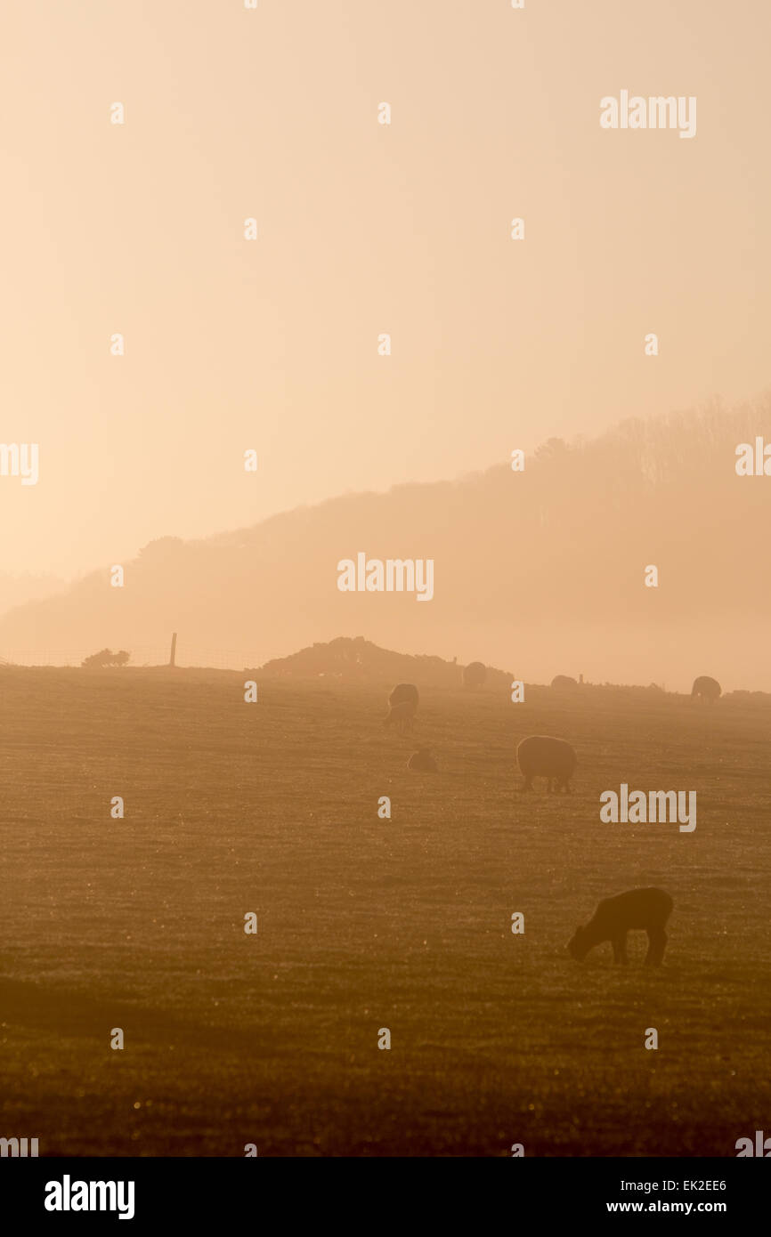 Aberystwyth, Wales, Regno Unito. 6 Aprile, 2015. Meteo, UK. Dopo una gloriosa Domenica di Pasqua al mare di nebbia ricopre le colline intorno a Aberystwyth all alba lunedì festivo Credito: Jon Freeman/Alamy Live News Foto Stock