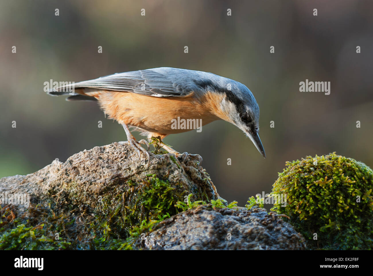 Un picchio muratore su pietre di muschio Foto Stock