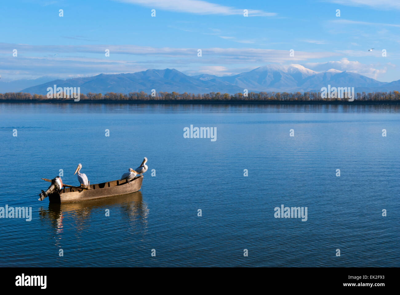 Una barca da pesca con sono ' appollaiati pellicani nel lago di Kerkini Grecia Foto Stock