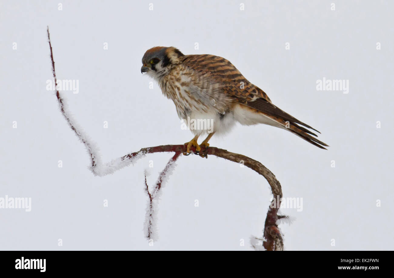 Maschio kestral americano (Falco sparverious) appollaiato su un ramo ghiacciato vicino a Salt Lake City, Utah Foto Stock