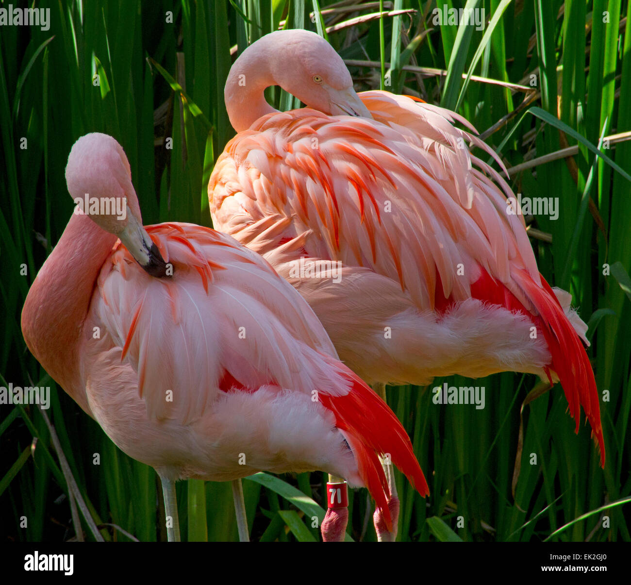 Coppia di maggiore fenicotteri (Phoenicopterus ruber) toelettatura loro piume presso il San Diego Wild Animal Park Foto Stock