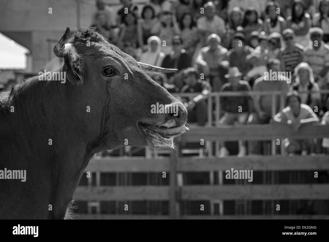 Bull durante una corrida, Igea, La Rioja, Spagna, Europa, Foto Stock