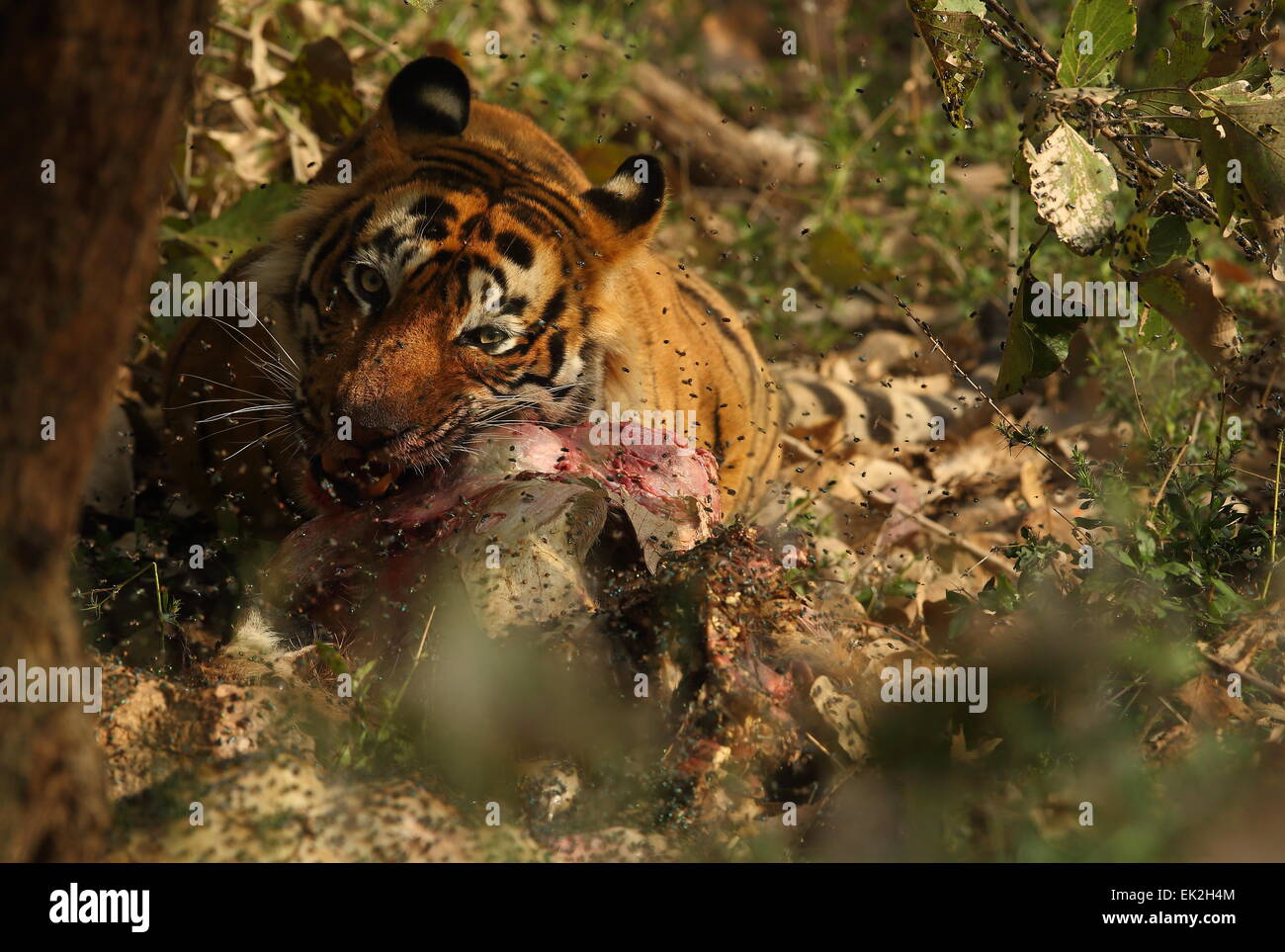 Royal tigre del Bengala su un kill in Ranthambhore National Park in India Foto Stock