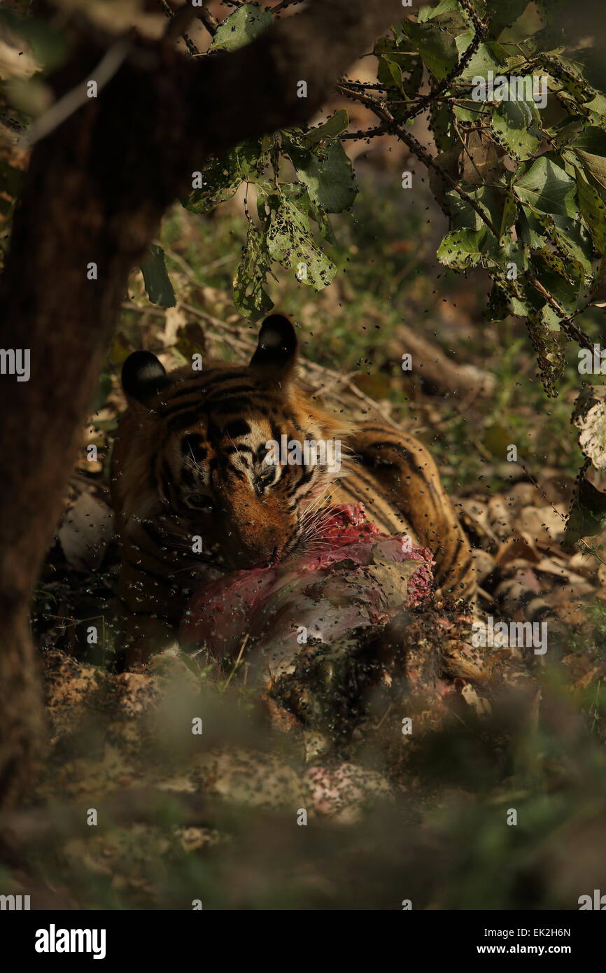 Royal tigre del Bengala su un kill in Ranthambhore National Park in India Foto Stock